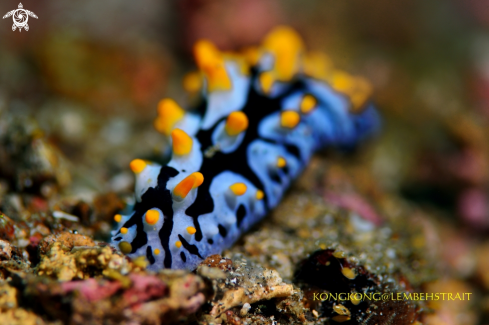 A Nudibranch