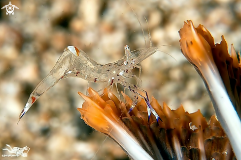 A Periclimenes sarasvati | Comensal Shrimp