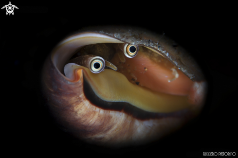 A Conus sp. | Conus conch