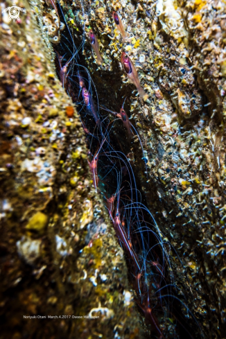 A   Plesionika narval (Fabricius, 1787)  |  narwal shrimp  