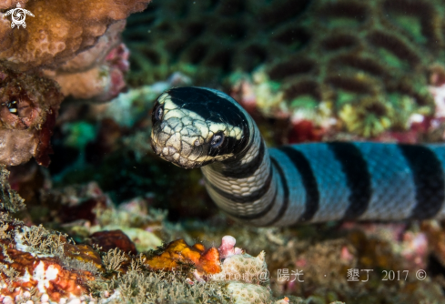 A Sea Snake