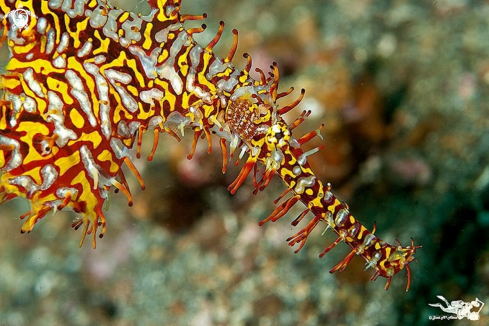 A Ornate Pipe ghost fish