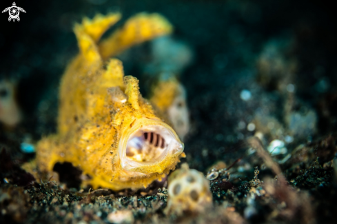 A Frogfish