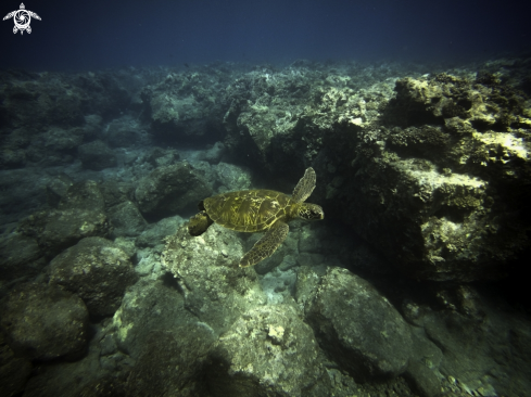 A Green Sea Turtle