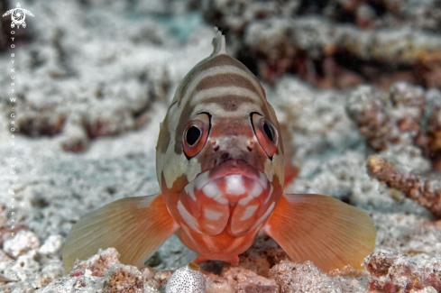 A Epinephelus fasciatus | Banded Rock Cod