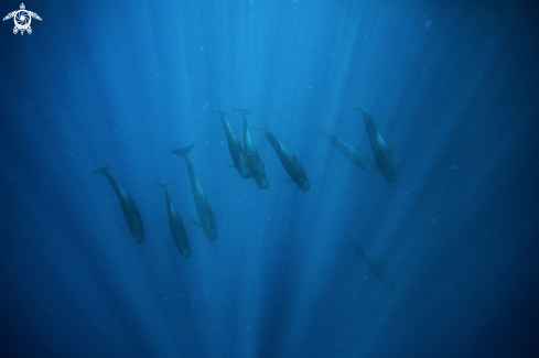 A Pilot Whales