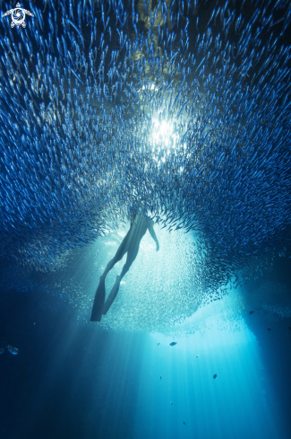 A Reef Fish School