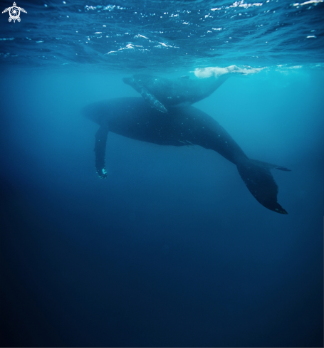 A Humpback Whale