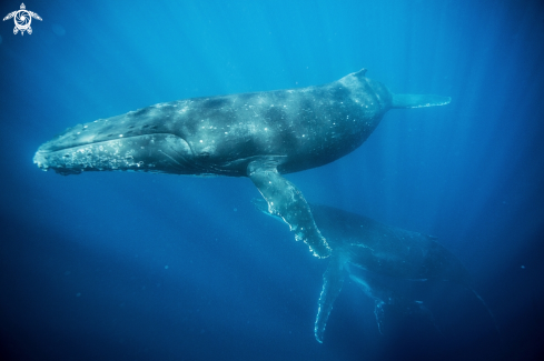 A Humpback Whale