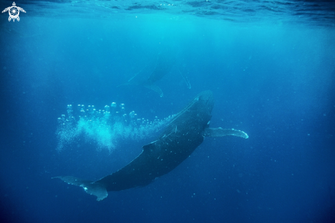 A Humpback Whale