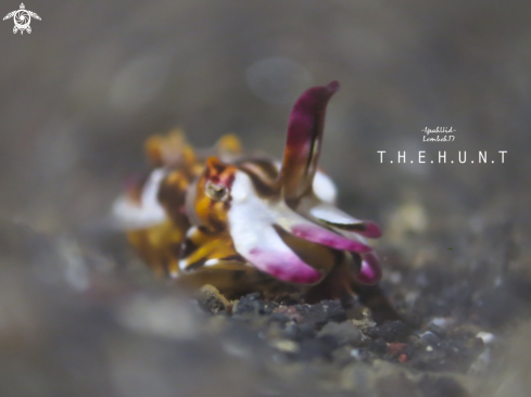 A flamboyant cuttlefish | Metasepia pfefferi