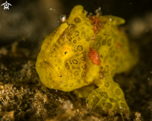 A Antennarius pictus | Painted frogfish