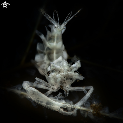 A Dasycaris ceratops | shrimp commensal