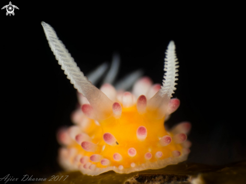 A Nudibranch 