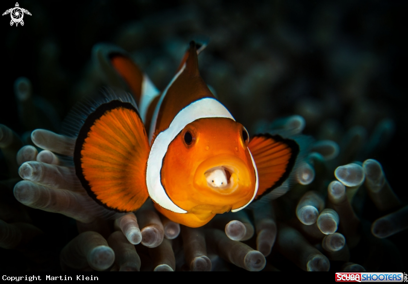 A Clownfish with parasite