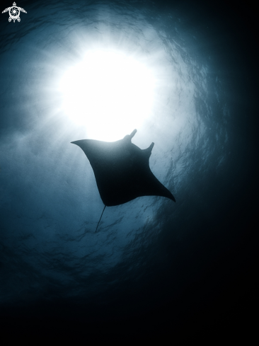 A Manta alfredi | Manta Ray