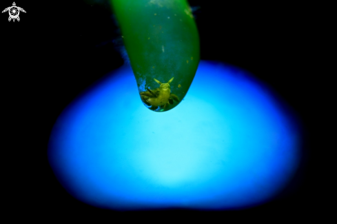 A Nudibranch and algae