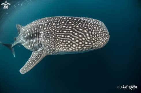 A Whaleshark