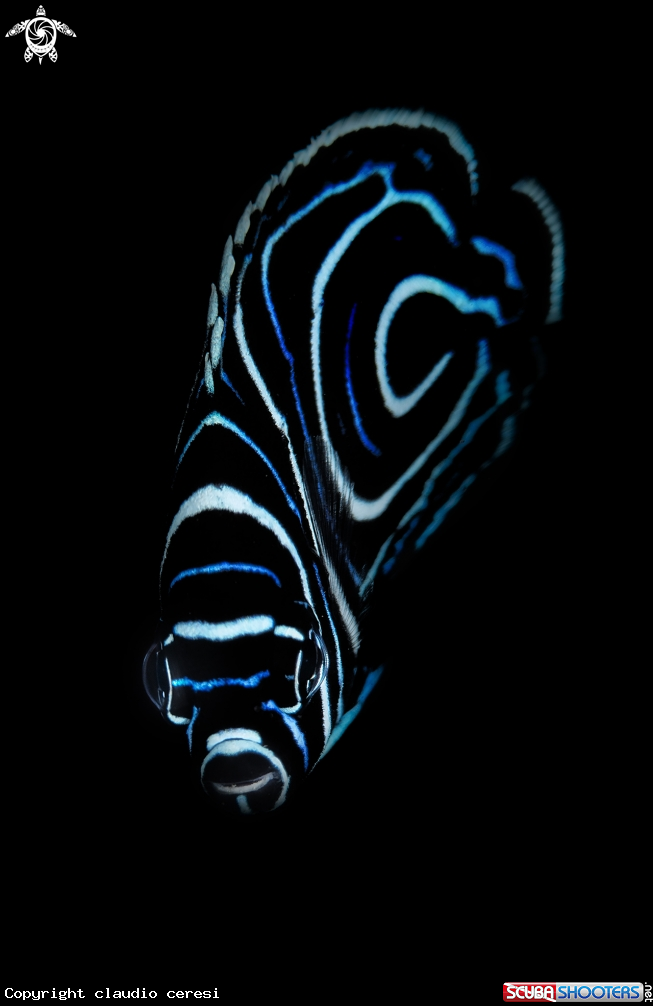 A The emperor angelfish