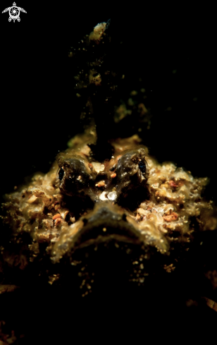 A Juvenile Spiny Devilfish