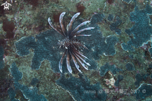 A Lionfish