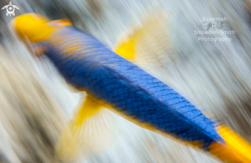 A Bodianus rufus | Spanish Hogfish