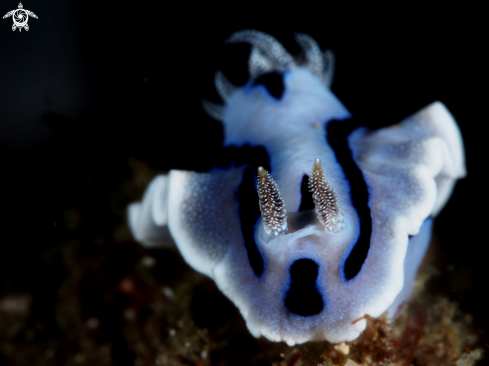 A Nudibranch