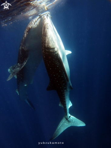 A Rhincodon typus