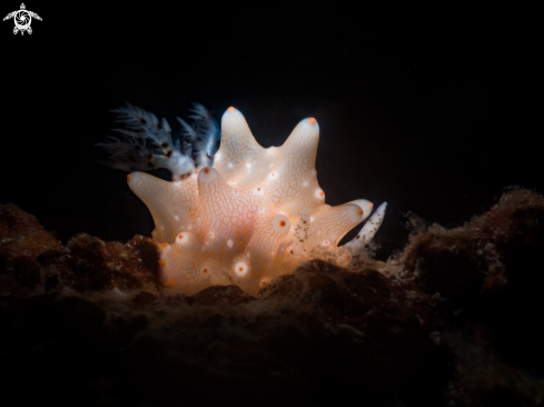 A Halgerda batangas | Dorid nudibranch