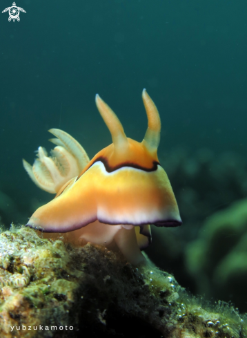 A Nudibranch