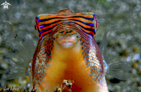 A reef fish