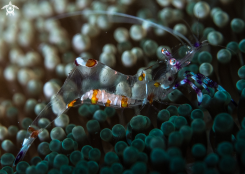 A Anemone shrimp