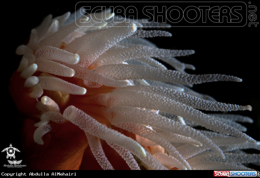 A ahermatypic cup coral