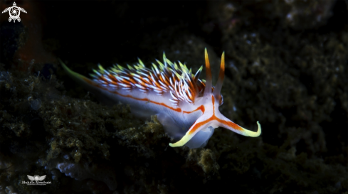 A nudibranch