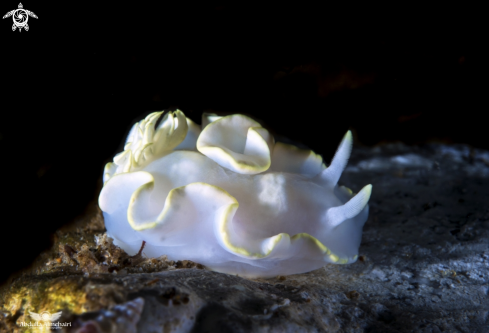 A Glossodoris Pallida