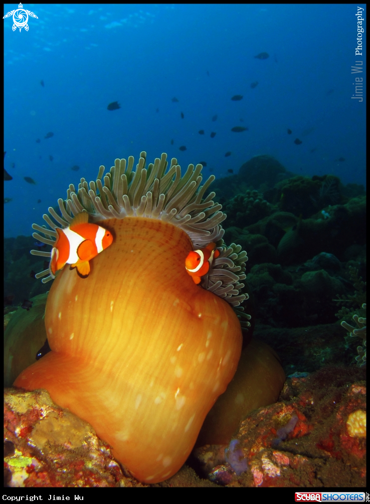 A False Clownfish