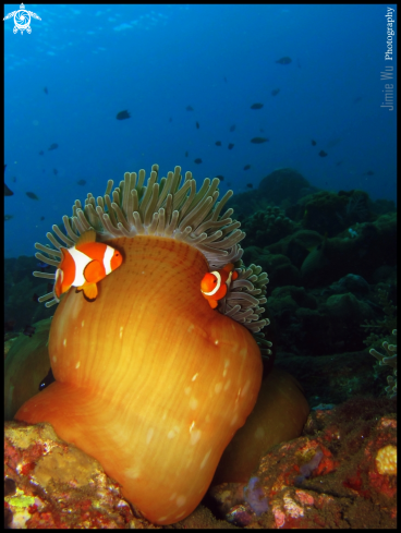 A False Clownfish