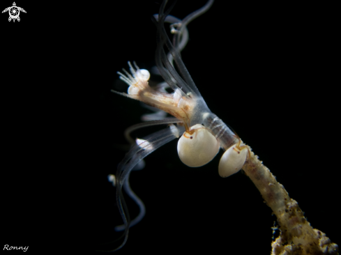 A Ladybug Amphipod