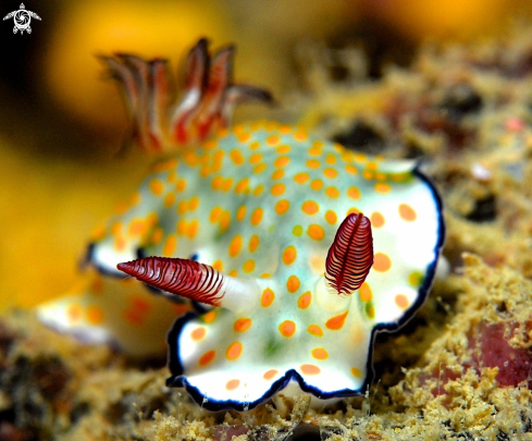 A Chromodoris Risbecia Pulcella