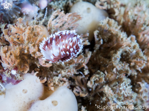 A Silvertip Nudibranch