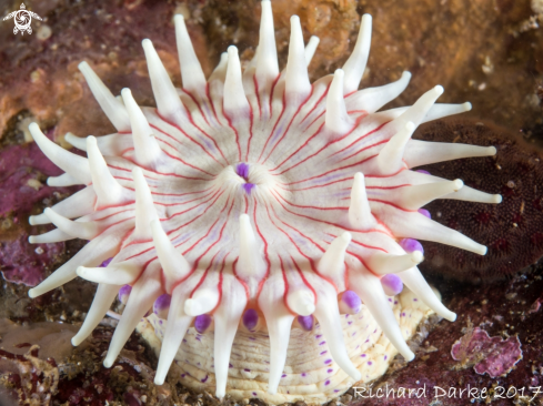 A Anthostella stephensoni | Violet Spotted Anemone