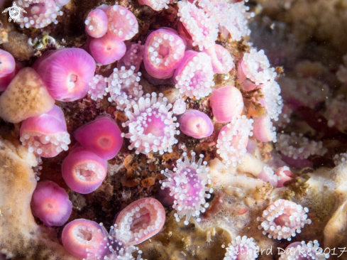 A Corynactis annulata | Strawberry Anemone