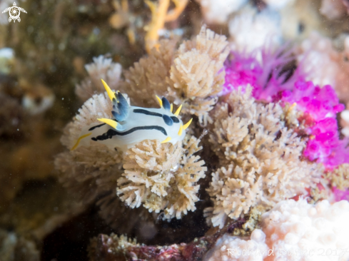 A Polycera capensis | Crowned Nudibranch