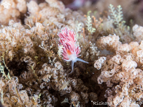 A Flabellina capensis | White edged Nudibranch