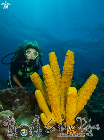 A yelow tube sponge