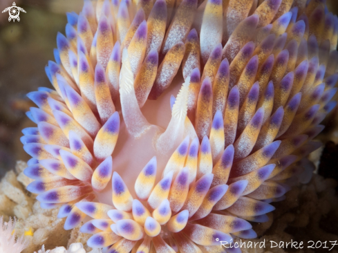 A Gas Falme Nudibranch