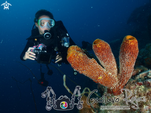 A yelow tube sponge