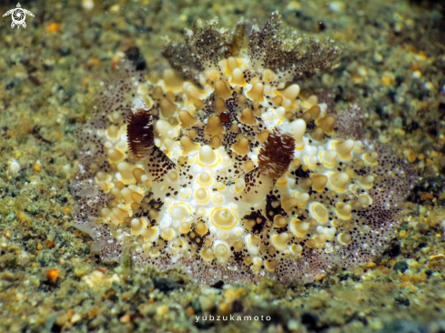 A Hoplodoris estrelyado | Hoplodoris,sp