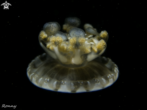 A Jellyfish