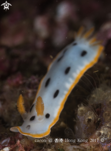 A Nudibranch 